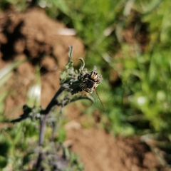 Austroscaeva occidentalis