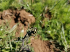 Austroscaeva occidentalis