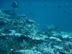 Cephalopholis colonus