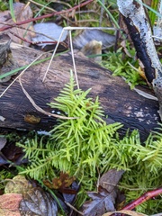 Pseudoscleropodium purum