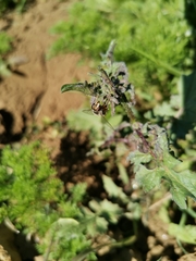 Austroscaeva occidentalis