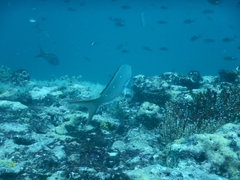 Cephalopholis colonus