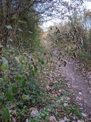 Pentanema squarrosum