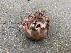 Myriostoma