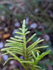 Pseudoscleropodium purum