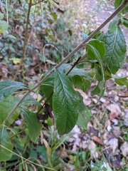 Pentanema squarrosum