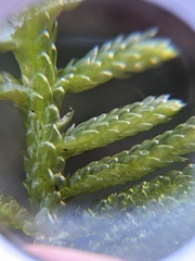 Pseudoscleropodium purum
