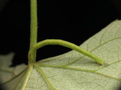 Eulithis diversilineata