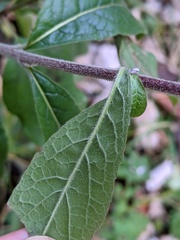 Pentanema squarrosum