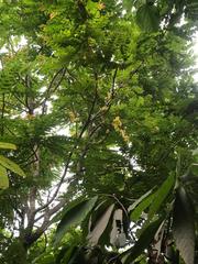 Grossulariaceae