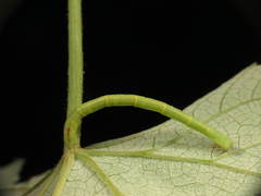 Eulithis diversilineata