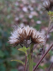 Pentanema squarrosum