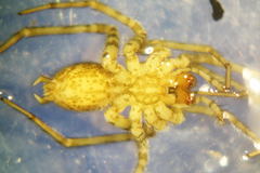 Tegenaria hasperi