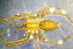 Tegenaria hasperi