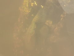 Dormitator latifrons