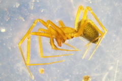 Diplostyla concolor