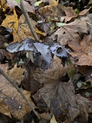 Craterellus cornucopioides