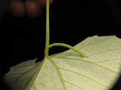 Eulithis diversilineata