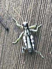 Dendrotettix quercus