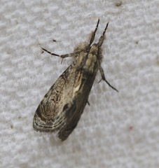 Zalissa catocalina
