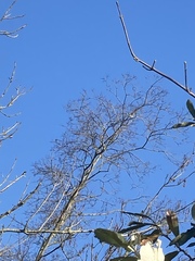 Turdus pilaris