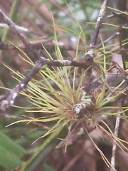 Tillandsia setacea