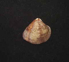 Chione subimbricata