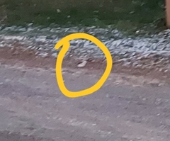 Plectrophenax nivalis