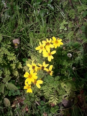 Tagetes zypaquirensis