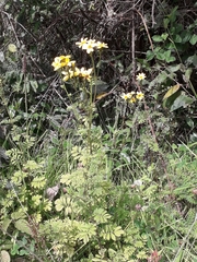 Tagetes zypaquirensis