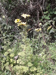 Tagetes zypaquirensis