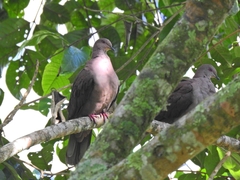 Patagioenas subvinacea