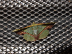 Fascellina plagiata