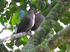 Patagioenas subvinacea