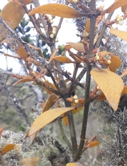 Phoradendron nervosum