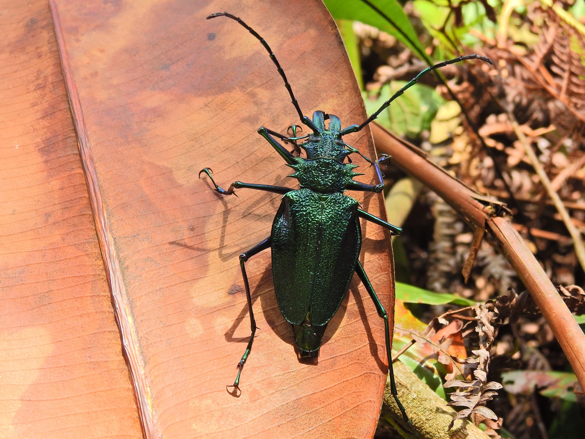 Genus Psalidognathus · iNaturalist