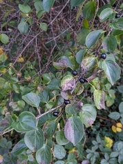 Rhamnus cathartica