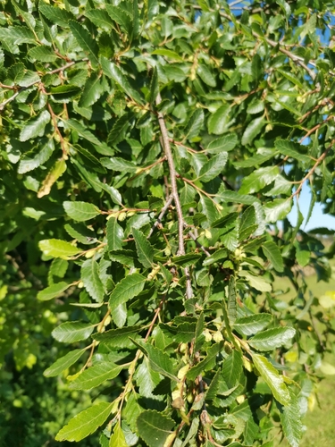 Patagonian oak