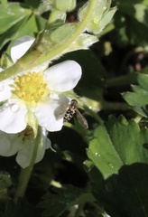 Toxomerus vertebratus