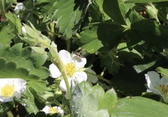 Toxomerus vertebratus