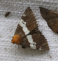 Buzara latizona