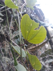 Passiflora alnifolia
