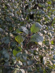 Rhamnus cathartica