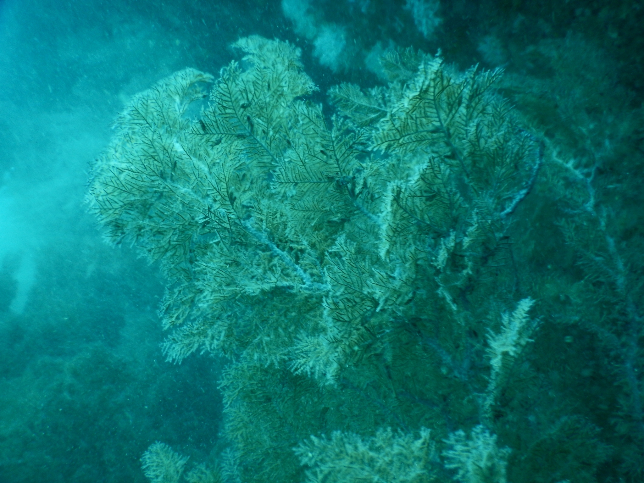 Myriopathes panamensis (Verrill, 1869)