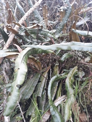 Elaphoglossum cuspidatum