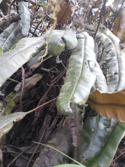 Elaphoglossum cuspidatum