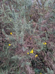 Ulex europaeus