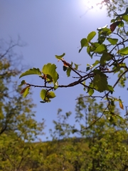Nothofagus glauca