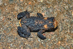 Melanophryniscus devincenzii