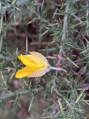Ulex europaeus